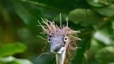 Baby birds with ‘googly eyes’ and bedheads photographed at a Bradenton preserve