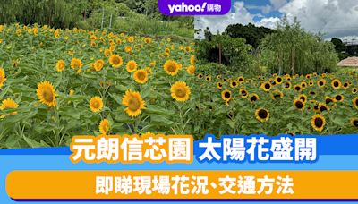 賞花好去處｜元朗信芯園太陽花盛開！即睇現場花況、交通方法