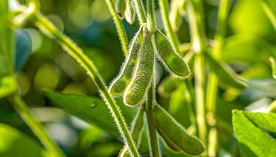Why Soybeans Have Become The Second Largest Crop In The U.S.
