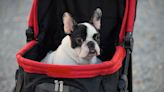 Dog Owner's Justification for Getting a Pet Stroller Couldn't Be More Convincing