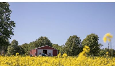 American Farmers' Next Hot Commodity Is Canola for Biofuels