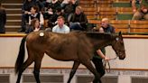 Mixed Results at Tattersalls Guineas Sale