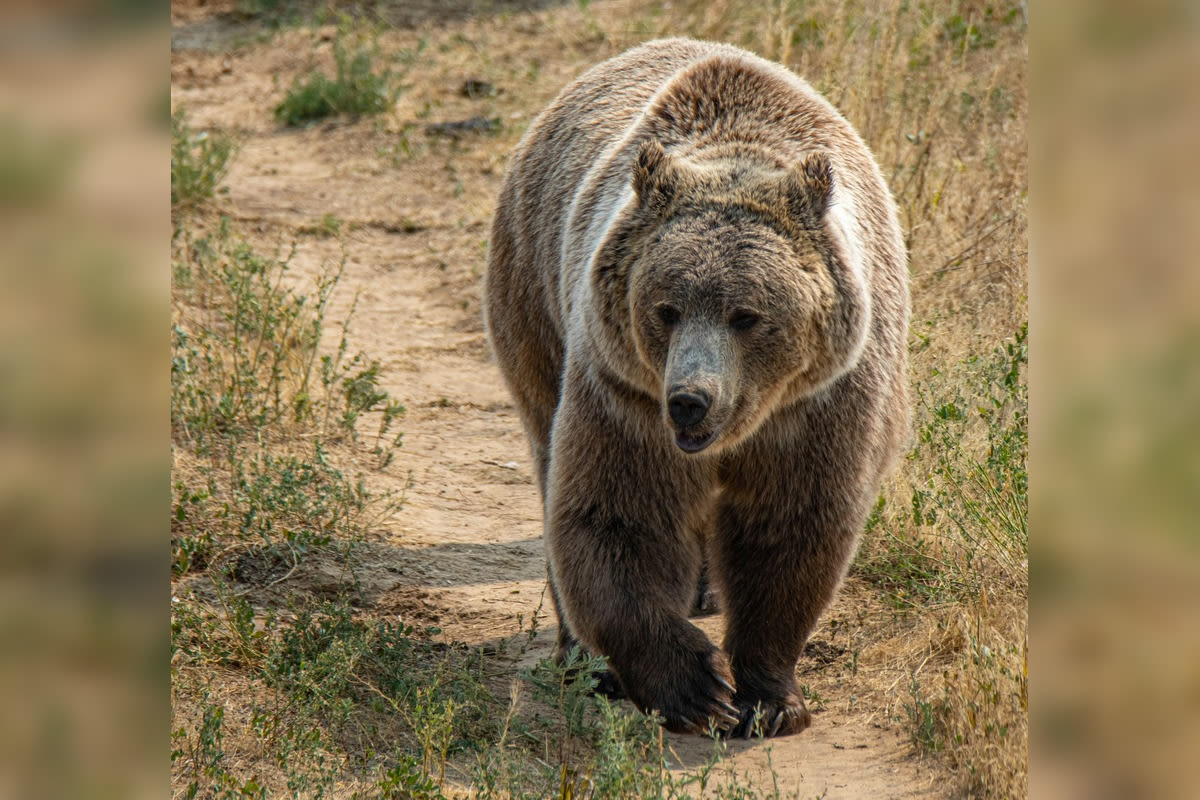 Bear Busts into Arizona Cabin and Mauls Teen Watching TV