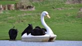 Bears ride a pedalo after safari park floods