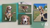 Cleveland APL Pet of the Weekend: An 8-year-old beagle named Clover