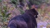 Hikers stunned as incredible photo shows ultra-rare beast in Montana