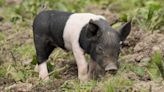Mom and Baby Potbellied Pigs Find Fairy 'Tail' Ending After Being Found at Missouri Gas Station