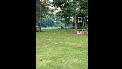 Bear-sighting No. 4 reported in southern Illinois. Is it the same bear or a new one?