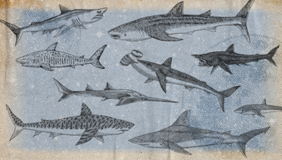 Zodiac Signs as Sharks—How Sharp Are Your Teeth?