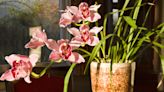 8 tropical flowers to grow indoors and make your home feel way more luxe and look so much more beautiful