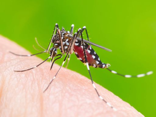 食環署提醒市民須及早採取有效預防措施防治蚊患 - RTHK