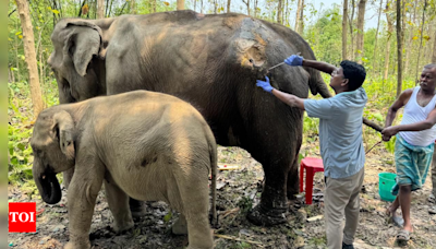 Anant Ambani's Vantara lauded for timely rescue of ailing elephant, calf in Tripura | India News - Times of India