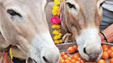 Madhya Pradesh: Raining gulab jamuns on donkeys for divine aid!