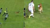 Mejor que los profesionales: perrito entra a juego de fútbol en México y se burla a todos los rivales