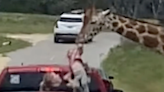 Dramático: jirafa agarra a niña de 2 años