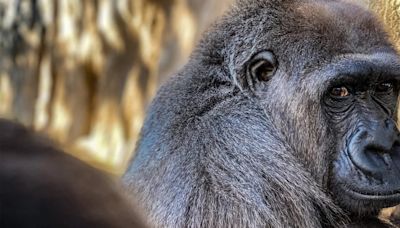 Alarma en el zoológico de Jacksonville por letal infección bacteriana que afecta a los primates