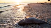 Red tide is blanketing some Florida beaches: What you need to know about the toxic algae