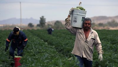 Agricultores innovan para cosechar hortalizas en el desierto del norte de México
