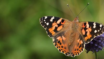 Butterflies Can Make Epic Atlantic Ocean Voyages, Shocking Scientists