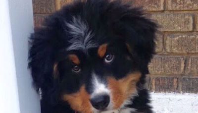 Man films Bernese mountain dog every week growing from puppy to a year old
