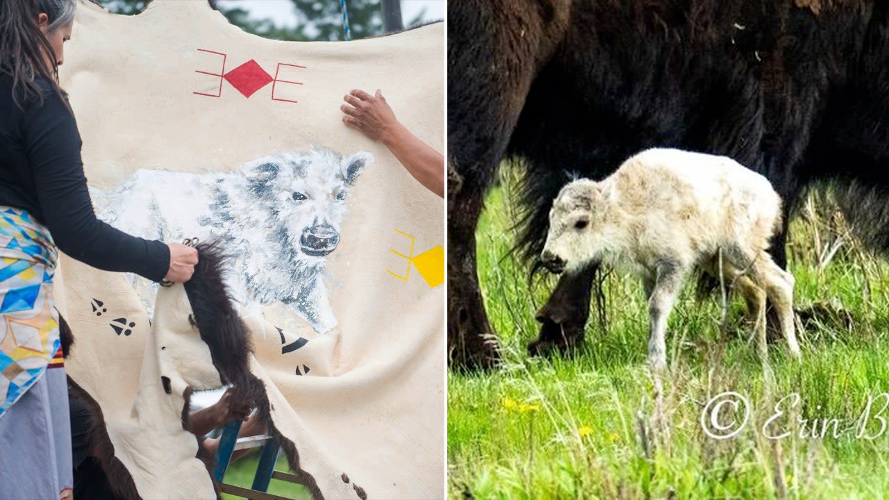 Very rare white buffalo calf born in Montana's Yellowstone, 'sacred' name revealed