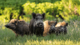 Please, don’t shoot the wild pigs. It only makes them more elusive.