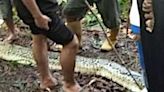 Una serpiente pitón se come a una mujer de 36 años en Indonesia | Teletica