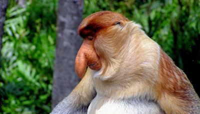 Bigger is better: Male proboscis monkeys' enhanced noses evolved to attract mates, says study