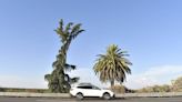 Retirarán la Palmera y el Pino de la Highway 99 en Madera. ¿Qué pasará en el lugar?