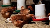 Here’s what U.S. officials are doing about concerns over bird flu spread