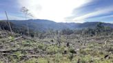 Deforestation: 44% cleared land in Indonesai sits unused