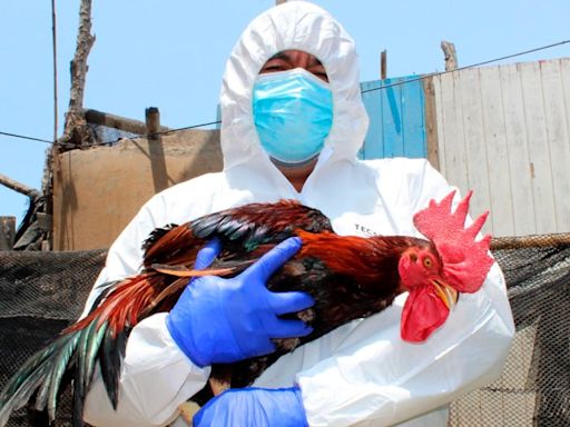 Primer muerte de gripe aviar AH5N2 en humanos ocurrió en México, confirma la OMS