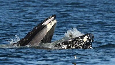 Humpback Whale Accidentally Almost Swallows Seal in Shocking Photo: 'A Sight to See'