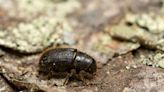 Farmers told it is ‘inevitable’ highly destructive great spruce bark beetle will arrive in Ireland