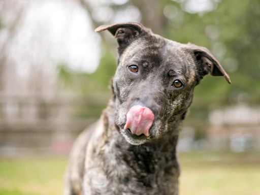 30 Dog Breeds With Beautiful Brindle Coats You'll Want to Adopt ASAP