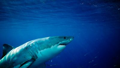 Unraveling The Movements Of White Sharks
