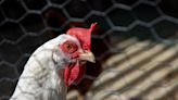 Las gallinas se sonrojan cuando sienten emociones