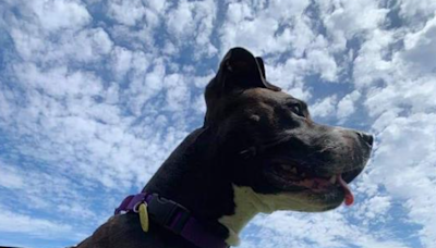 Suzy the dog beats cancer, gets forever family after 4 years