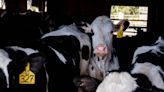 EUA confirmam 3º caso de gripe aviária em humano após contato com vaca leiteira