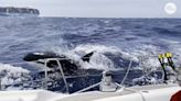 Killer whales attacking sailboats: Revenge or something else going on?