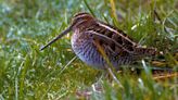 Nature Notes: The fabled snipe is real