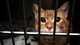 Cat sent to vet after being shot with arrow in Manhattan
