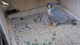 4th egg in Pittsburgh peregrine falcon nest has failed to hatch