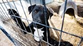 St. Landry Parish animal shelter overcrowded; waiving adoption fees in May