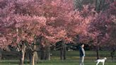 Cherry blossoms are about to bloom in NJ, find out where and when to see them at their peak