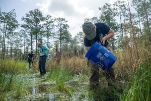 Sanford zoo releases over 600 amphibians in Northern Florida