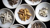 Should people eat insects instead of meat? Experts explain the benefits of bugs