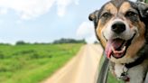 Relieved Mexican Street Dog Can't Take Eyes Off Rescuer During Freedom Ride