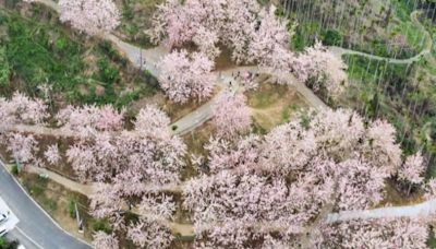 3000株花旗木花海開園了！5公頃粉紅大景免費拍花期接駁一次看