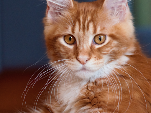 Woman Shows Why Maine Coons Are ‘Cats That Run with Dog Software'